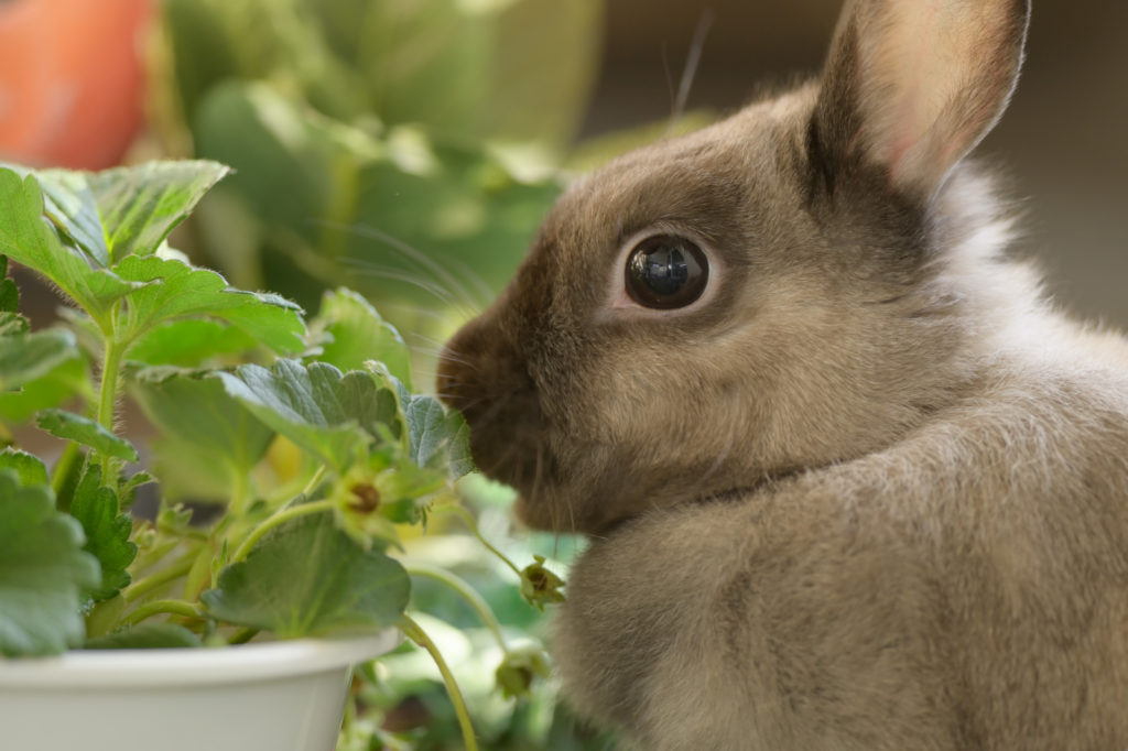 イチゴの葉を食べるペットのウサギ